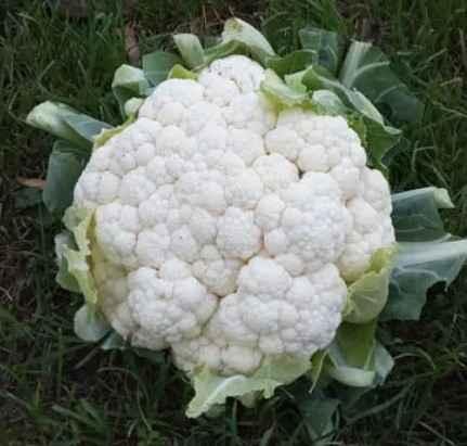 „CONOPIDĂ BIANCA F1 (100s) - imagine 2