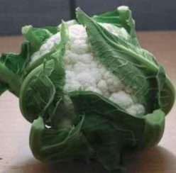 „CONOPIDĂ BIANCA F1 (100s)