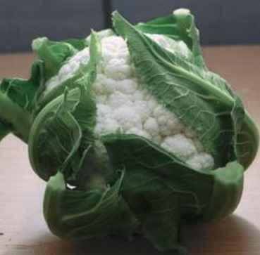 „CONOPIDĂ BIANCA F1 (100s)