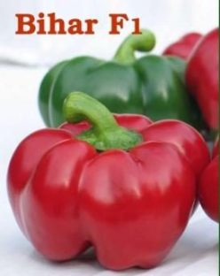 GOGOSARI BIHAR F1-ZKI Ungaria