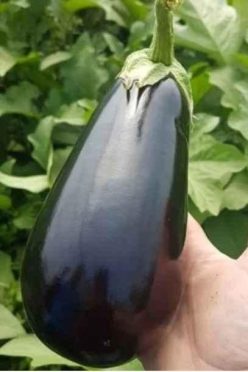 VINETE CANNA F1 -BAKKER BROTHERS