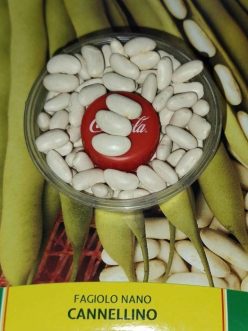 FASOLE PENTRU BOABE CANNELLINO (Pitică)