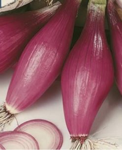 „CEAPĂ  DE APĂ ROSSA LUNGA DI FIRENZE (SEMINTE) Agrosem