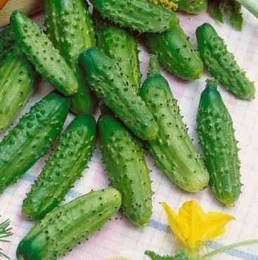 „„Castraveti cornichon DELIKATESS - imagine 3