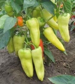 „ARDEI LUNGI EKSTAZA -SUPERIOR SEEDS Serbia