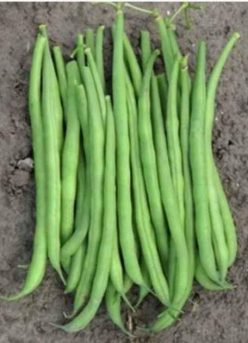 Fasole verde pitică ELBA (250 g)