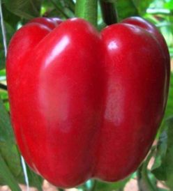 ARDEI GRAS ROSU FREY F1 -BAKKER BROTHERS