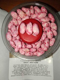 „FASOLE PENTRU BOABE  GREAT NORTHERN (Pitică)