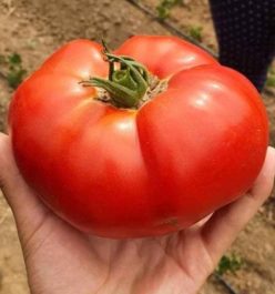 .HAVANNA F1 -BAKKER BROTHERS