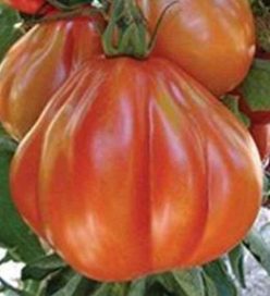 _LIGURIA F1 (ISI SEMENTI) 25s