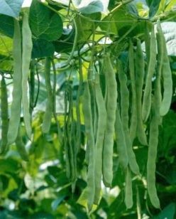 FASOLE URCĂTOARE VERDE MUSICA (250 grame)