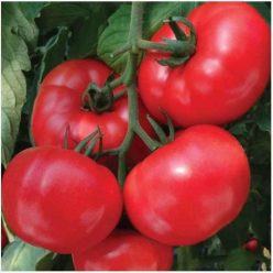 PINK LORD F1-NONGWOO BIO