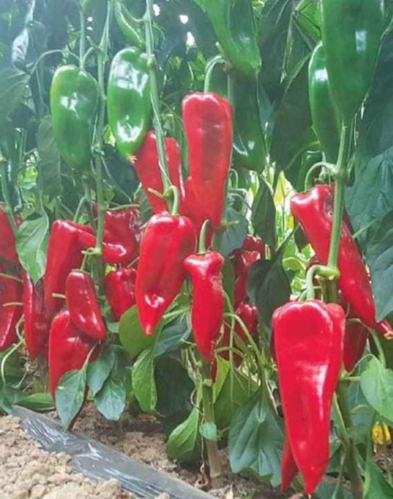 „„ARDEI CAPIA HIBRID REDPIA F1 (100s) - imagine 2