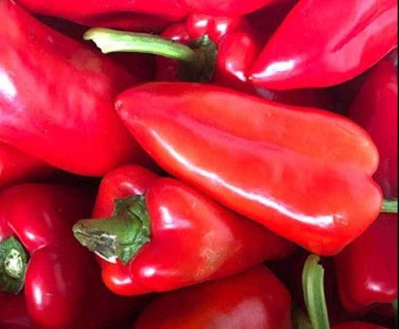 „„ARDEI CAPIA HIBRID REDPIA F1 (100s)