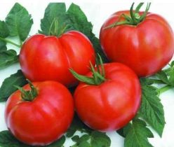 .REYANA F1 (Geosem-Bulgaria) 50s