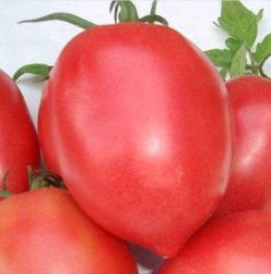 „„RUGBY F1 (GEOSEM-Bulgaria) (50s)