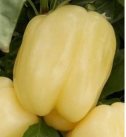 ARDEI GRAS SILVER STAR F1