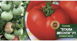 .STARA MECHTA F1 / DORINTĂ VECHE F1 (Florian-Bulgaria) 25s