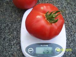 „STARA MECHTA F1/DORINTĂ VECHE (Florian-Bulgaria) 25s