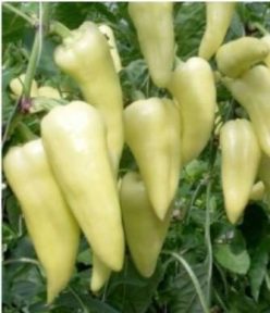 ARDEI GRAS HIBRID TECZA F1 (Tip POTOP)