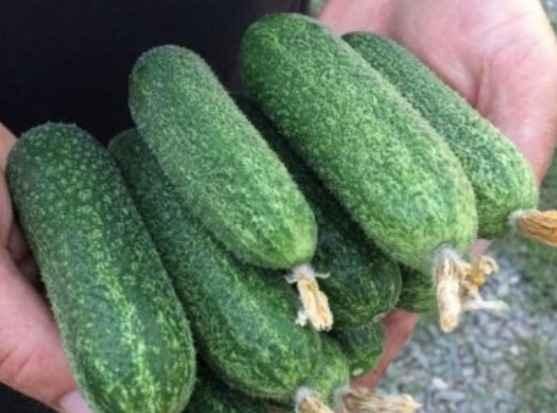 Castraveti TRILOGY RZ F1 - imagine 2