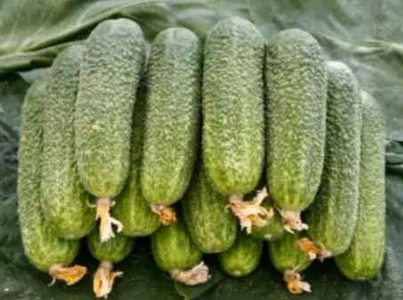 Castraveti TRILOGY RZ F1 - imagine 3