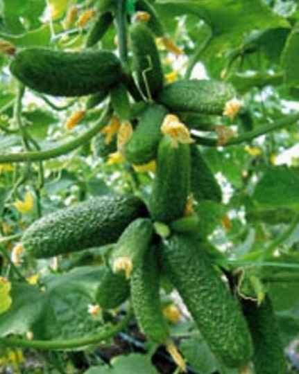 Castraveti TRILOGY RZ F1