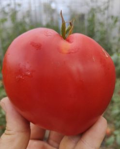 INIMĂ DE BOU WES (GIANT OXHEART)