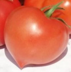 „SIYANA F1  (Florian-Bulgaria) 100s