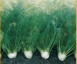 FENICUL SUMMER EARLY (Agrosem)