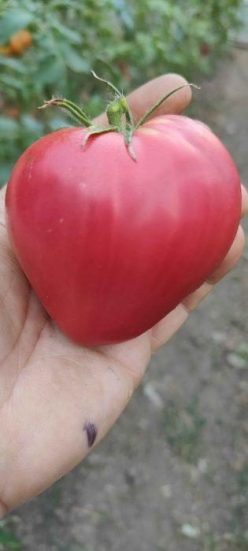 Giant Oxheart (Jung’s Giant Oxheart)