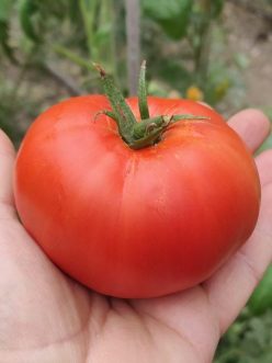 PRAHOVENE (ROSII DE PRAHOVA)