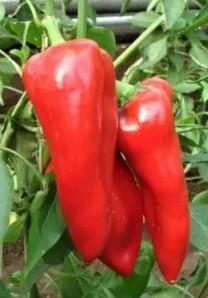 „„ARDEI CAPIA FERARO F1 (11s) (Hazera)