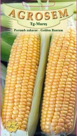 „„PORUMB ZAHARAT GOLDEN BANTAM (100 g)