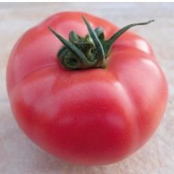 „„HTP 11 F1 -HAZERA