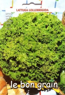 „„SALATĂ  LOLLOBRIGIDA