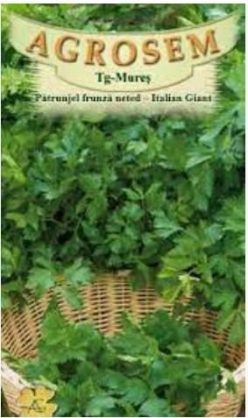 PATRUNJEL DE FRUNZE ITALIAN GIANT