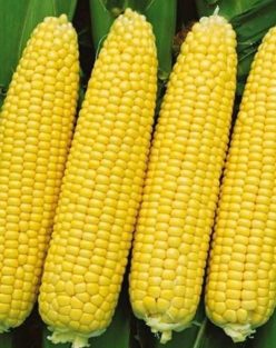 „„PORUMB ZAHARAT GOLDEN BANTAM