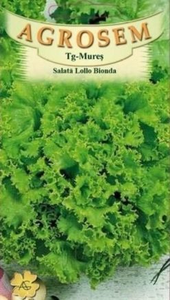 Salată creată LOLLO BIONDA (Agrosem)
