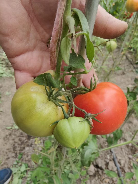 OLD GOLIATH F1 (25s) - imagine 8