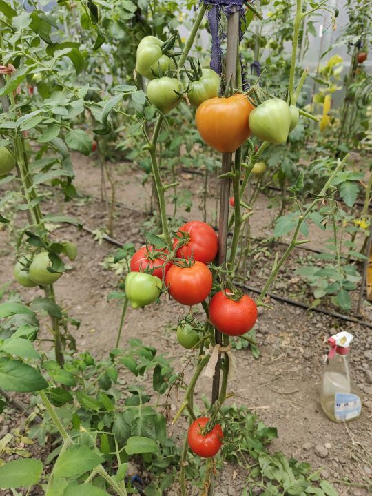 OLD GOLIATH F1 (25s) - imagine 10