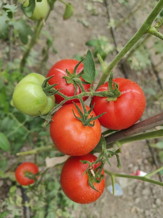 OLD GOLIATH F1 (25s) - imagine 2