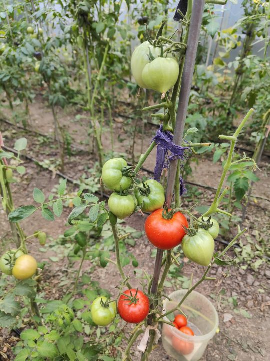 OLD GOLIATH F1 (25s) - imagine 7