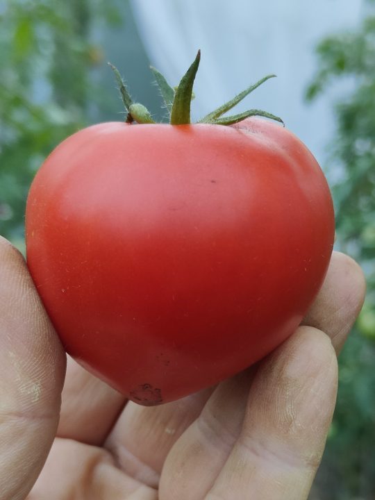 OLD GOLIATH F1 (25s) - imagine 6