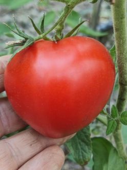 OLD GOLIATH F1 (25s)