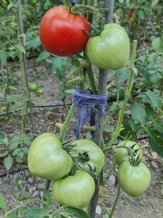 OLD GOLIATH F1 (25s) - imagine 5