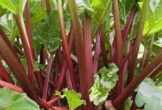 Rubarbă/REVENT - imagine 2