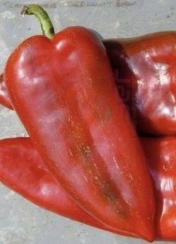 Ardei CAPIA AMFORA  (150s)-Tip URECHE DE ELEFANT