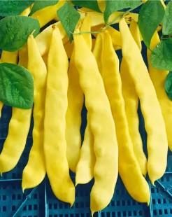 Fasole urcătoare GOLDEN GATE 30g (tip GOLDFIELD)