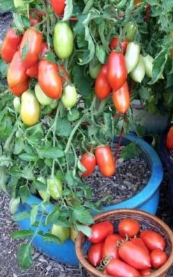 DETERMINATE, PITICE, TUFĂ DE GHIVECI